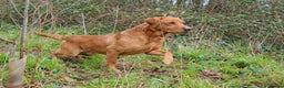 Labrador Retriever dogs for sale: Kc Fox Red Lab Pups From Health Tested Parents  - Advert 4