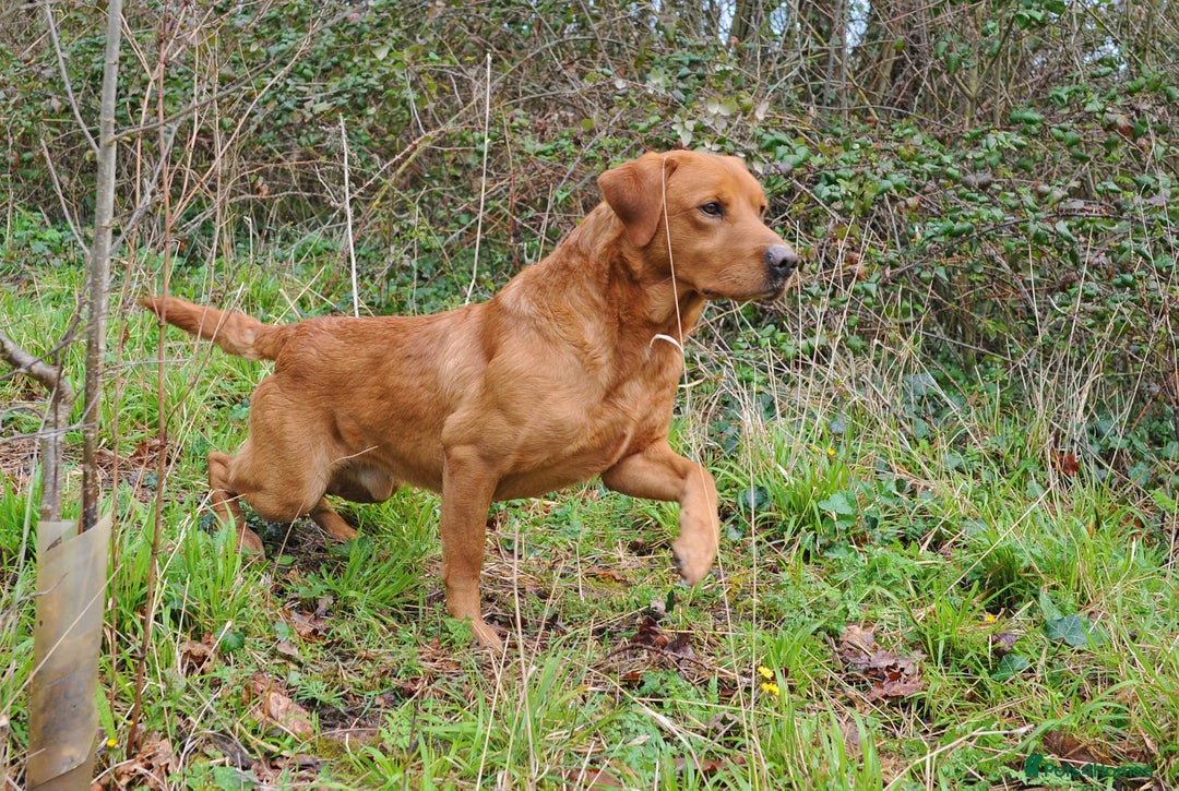 Labrador Retriever dogs for sale: Kc Fox Red Lab Pups From Health Tested Parents  - Advert 4