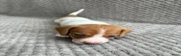 Miniature Dachshund dogs for sale: ⭐️💕miniature dachshund pups⭐️💕 - Advert 25