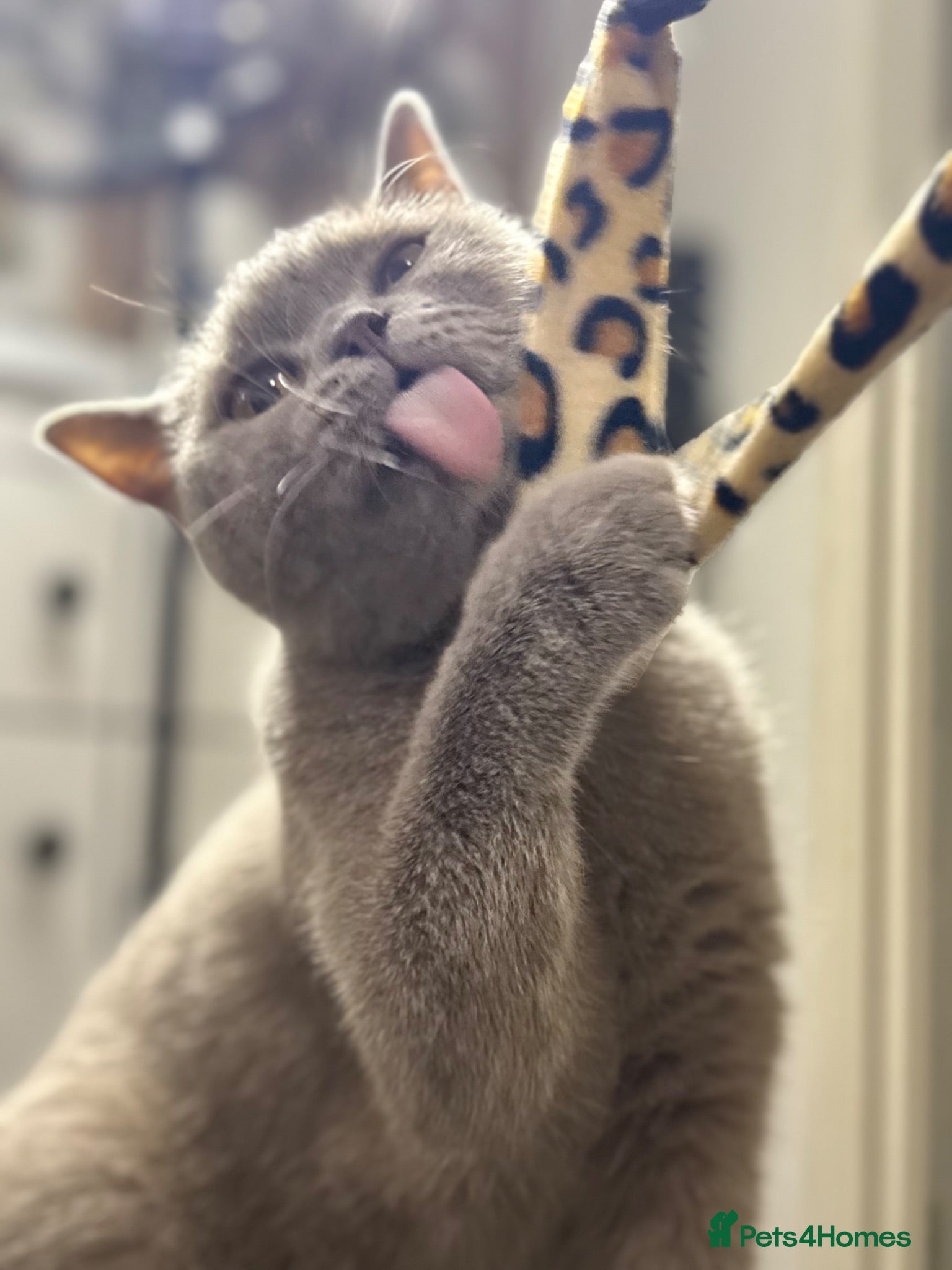 British Shorthair cats ❤️Cuddly Rare Pure Bsh Lilac looking 4 loving Home - Advert 1