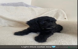 Cockapoo dogs for sale: 5 gorgeous cockapoo pups for sale  - Image 9