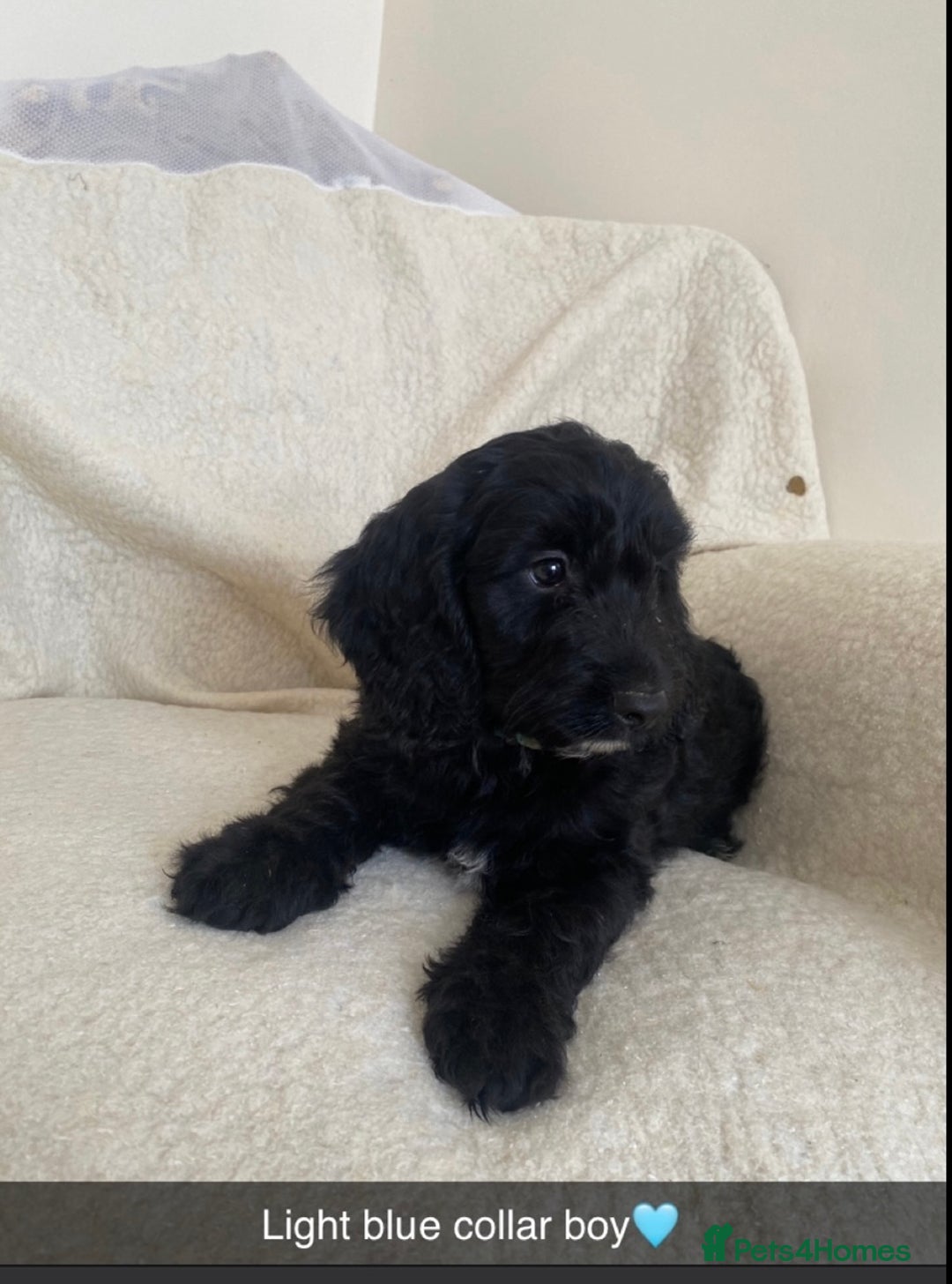 Cockapoo dogs for sale: 5 gorgeous cockapoo pups for sale  - Image 9