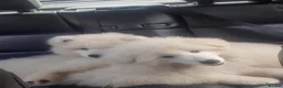 Samoyed dogs for sale: Samoyed  in London - Advert 5