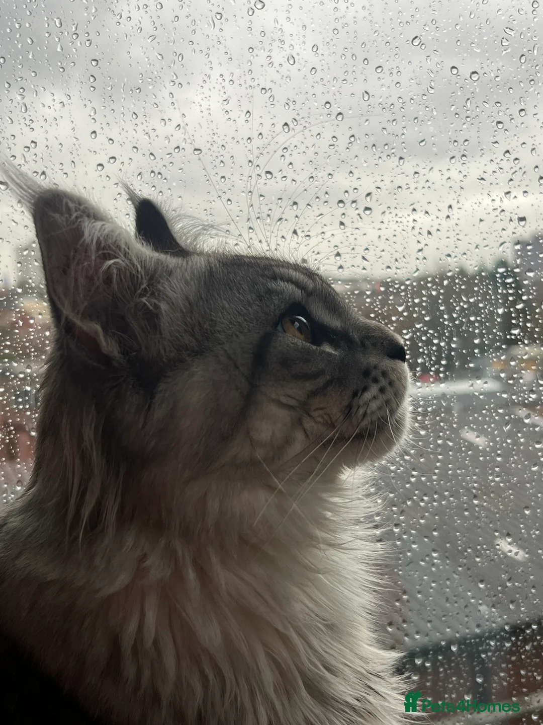 Maine Coon cats for stud: Silver Striped Male for STUD - Advert 2