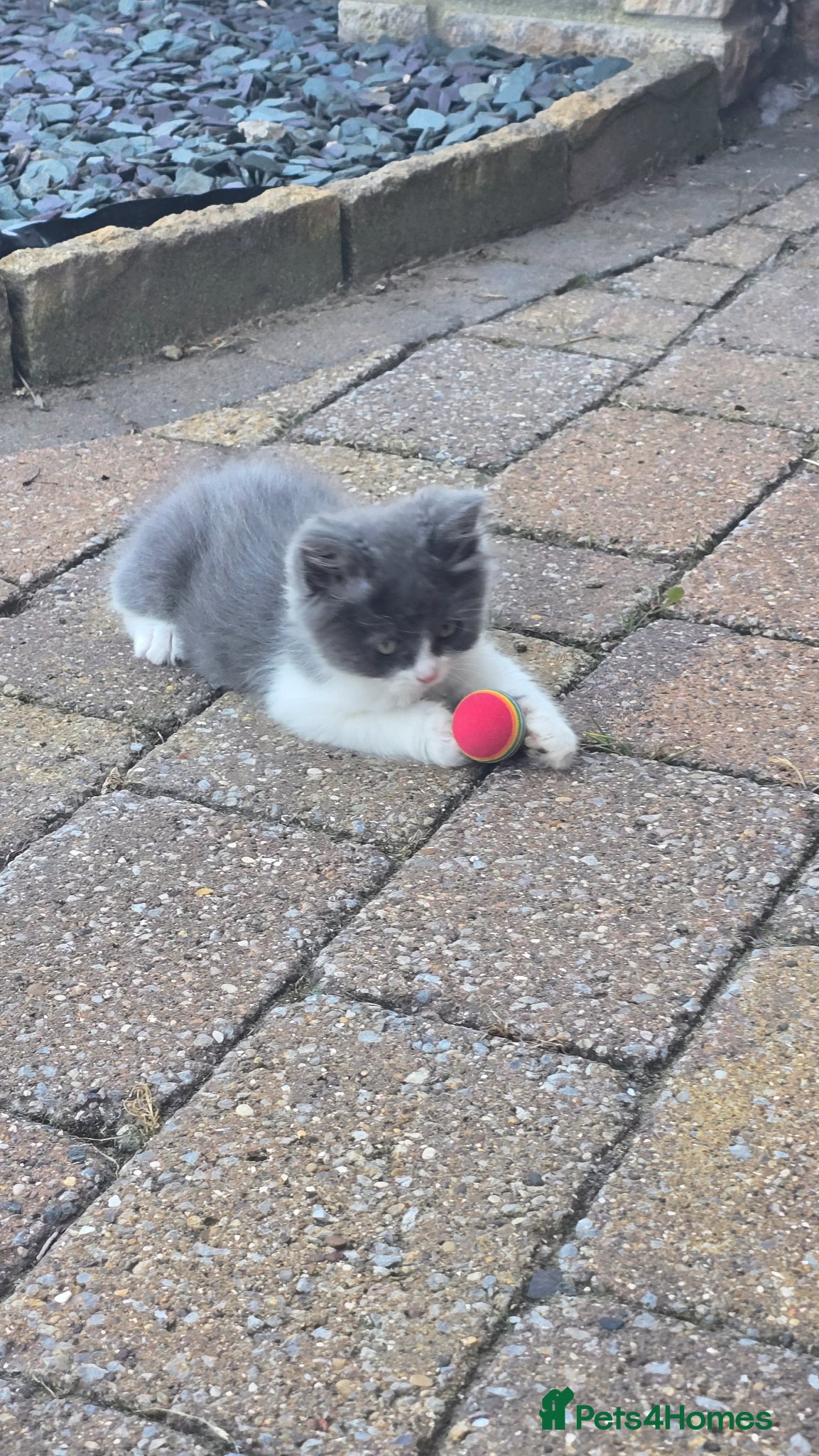 Ragdoll cats 4 gorgeous kittens available  - Advert 2