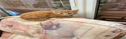 Mixed Breed cats for sale: Ginger-Tortie Kittens  - Advert 7