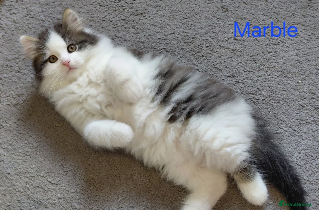 Siberian cats for sale: GCCF siberian brown tabby & white male kitten  - Advert 17