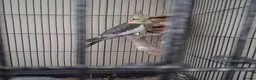 Cockatiels birds for sale: Cocktiel for sale  in Rugby - Advert 2