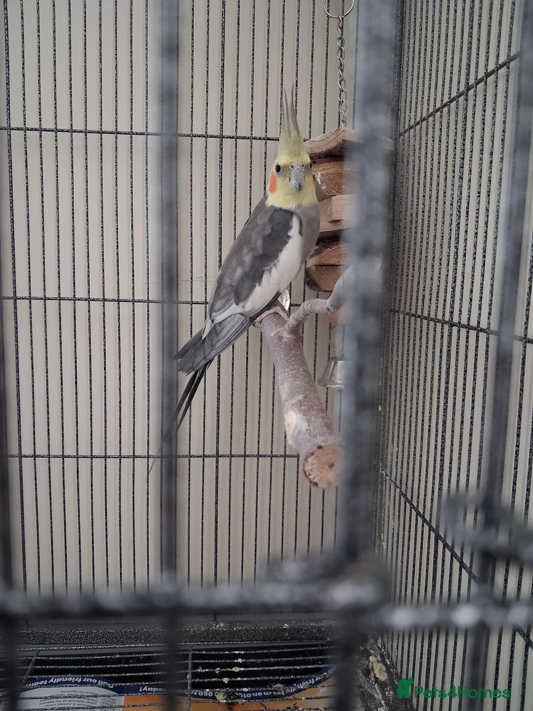 Cockatiels birds for sale: Cocktiel for sale  in Rugby - Advert 2