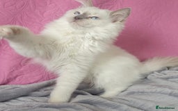 Ragdoll cats for sale: Stunning Lilac Mitted Ragdoll.  Affectionate ❤️ - Image 1