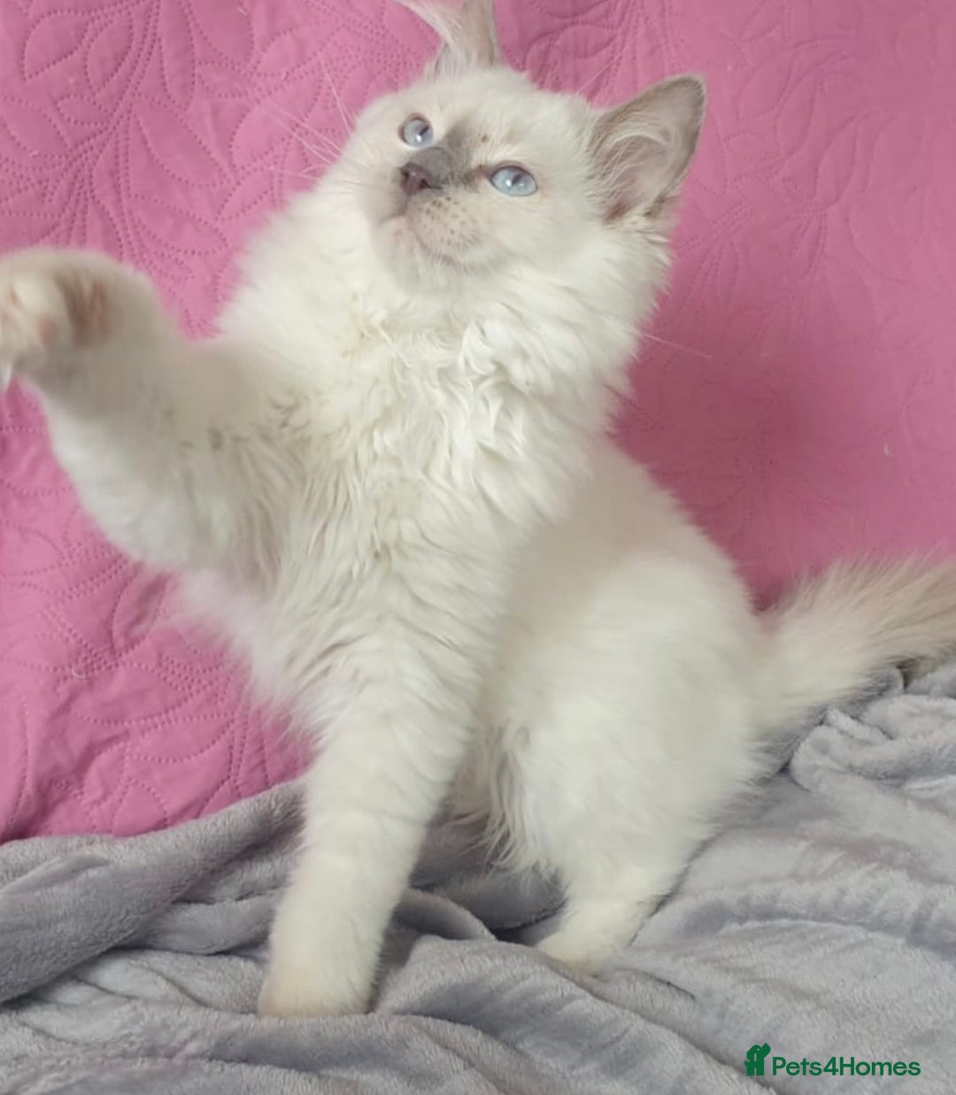 Ragdoll cats for sale: Stunning Lilac Mitted Ragdoll.  Affectionate ❤️ - Image 1