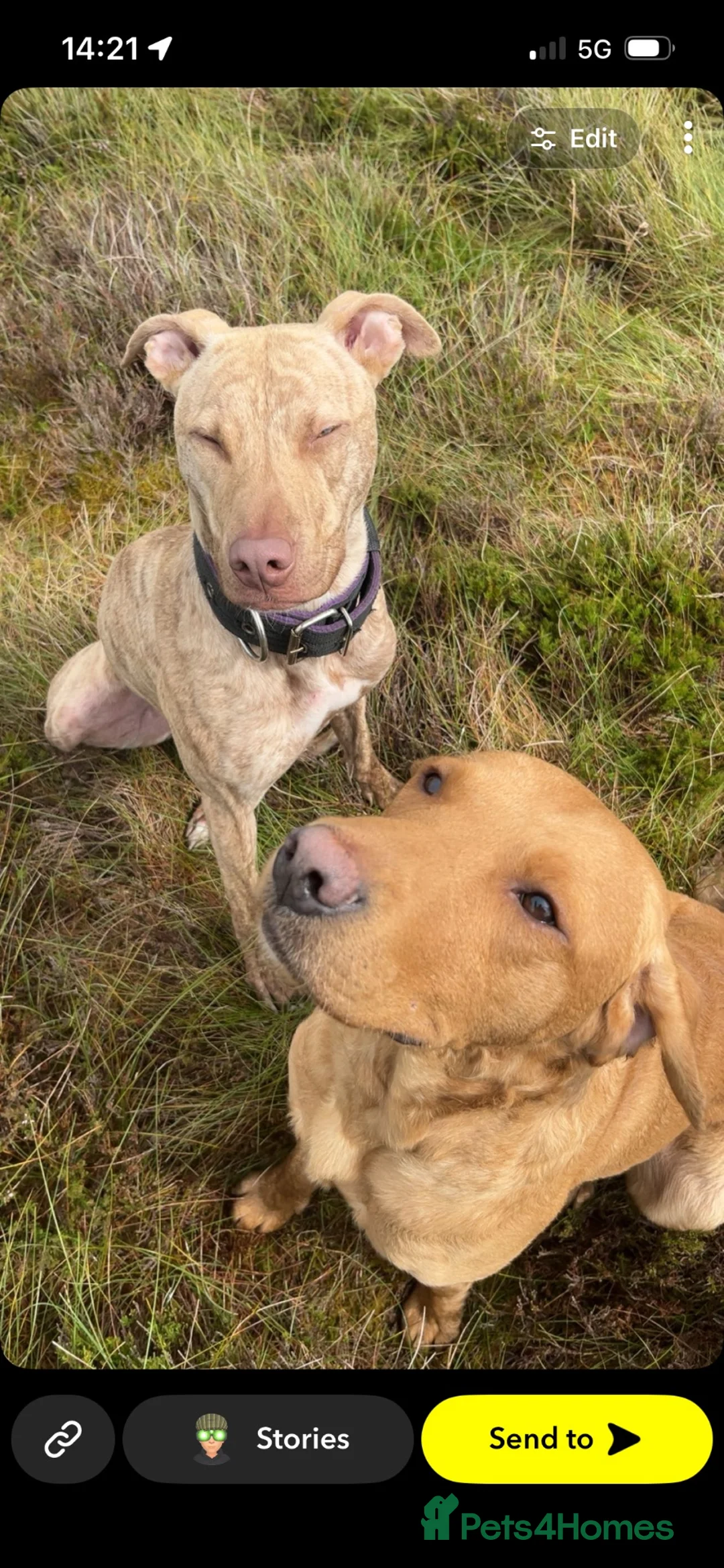 Labrador Retriever dogs for sale: KC fox red lab - Advert 2