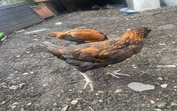 Chickens poultry for sale: 2 Aseel chicks and 2 Easteregger cockerel for sale - Advert 11