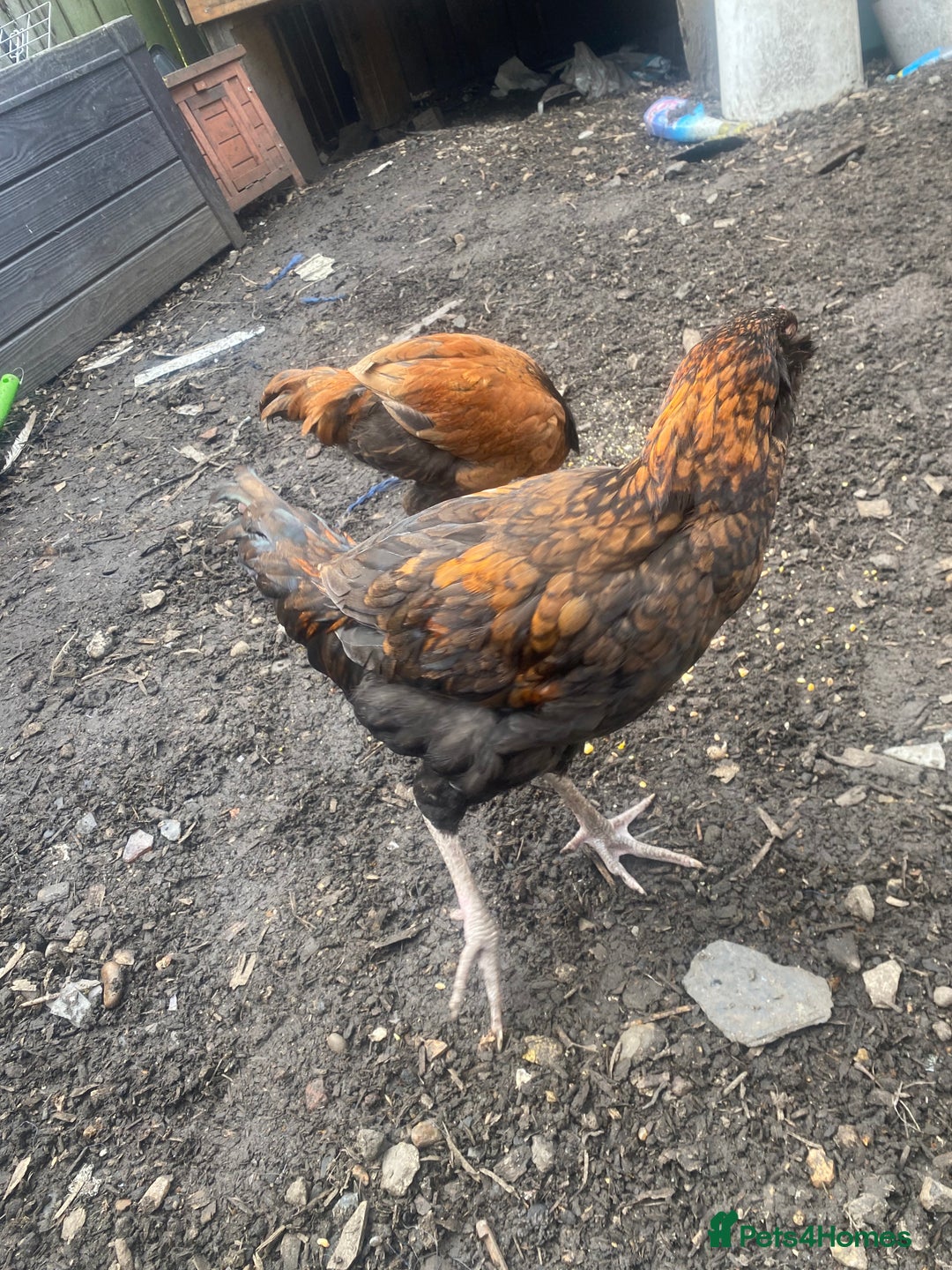 Chickens poultry for sale: 2 Aseel chicks and 2 Easteregger cockerel for sale - Advert 11
