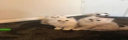 Persian cats for sale: Persian chinchilla pure breed in Mitcham - Advert 5