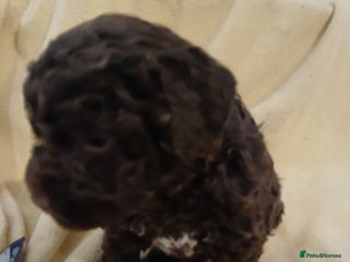 Lagotto Romagnolo dogs KC REGISTERED LAGOTTO ROMAGNOLO PUPPIES FOR SALE - Advert 1