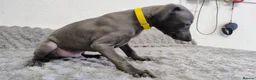 Whippet dogs for sale: (Solid) Blue Whippet KC Registered Puppies - Advert 33