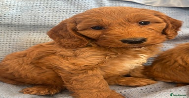 Cockapoo dogs - Advert 13