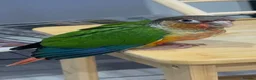 Conures birds for sale: Conures Handraised DNA Tested  in London - Advert 2