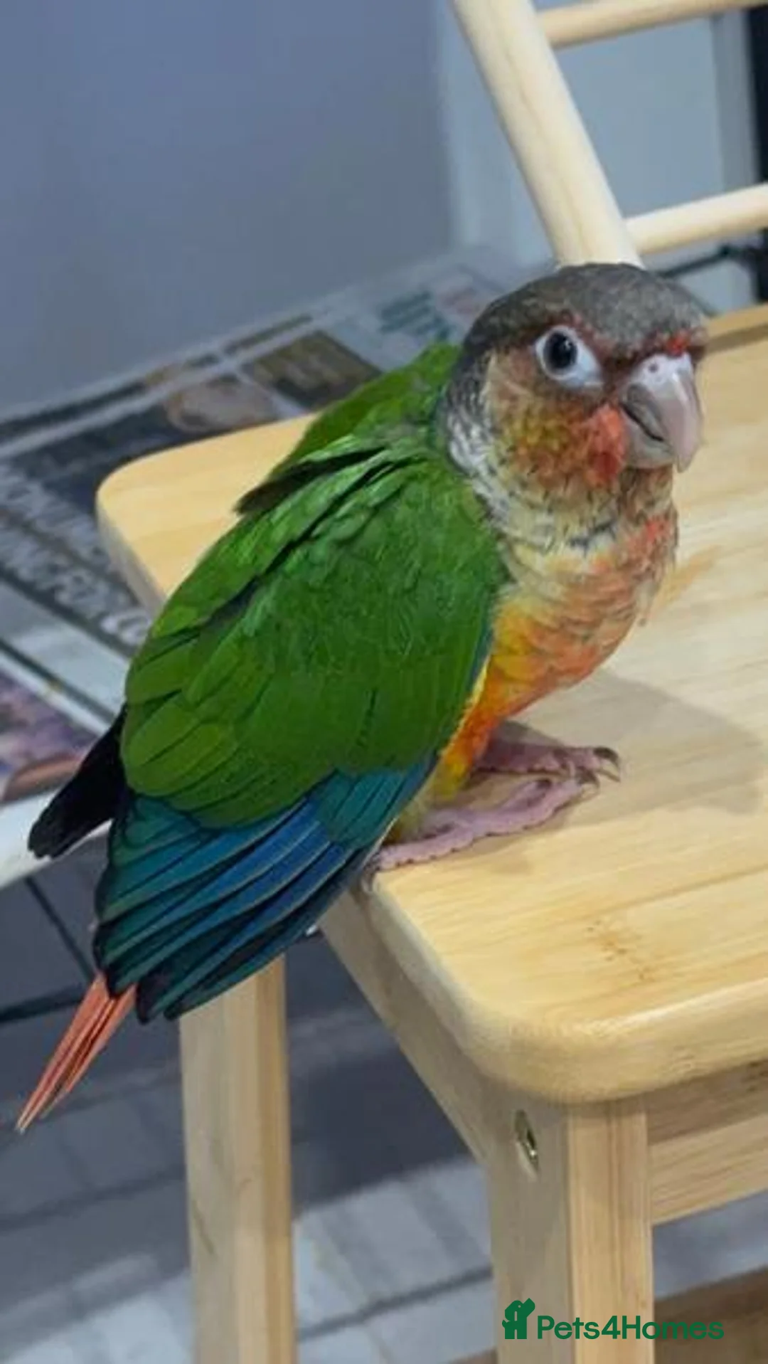 Conures birds for sale: Conures Handraised DNA Tested  in London - Advert 2