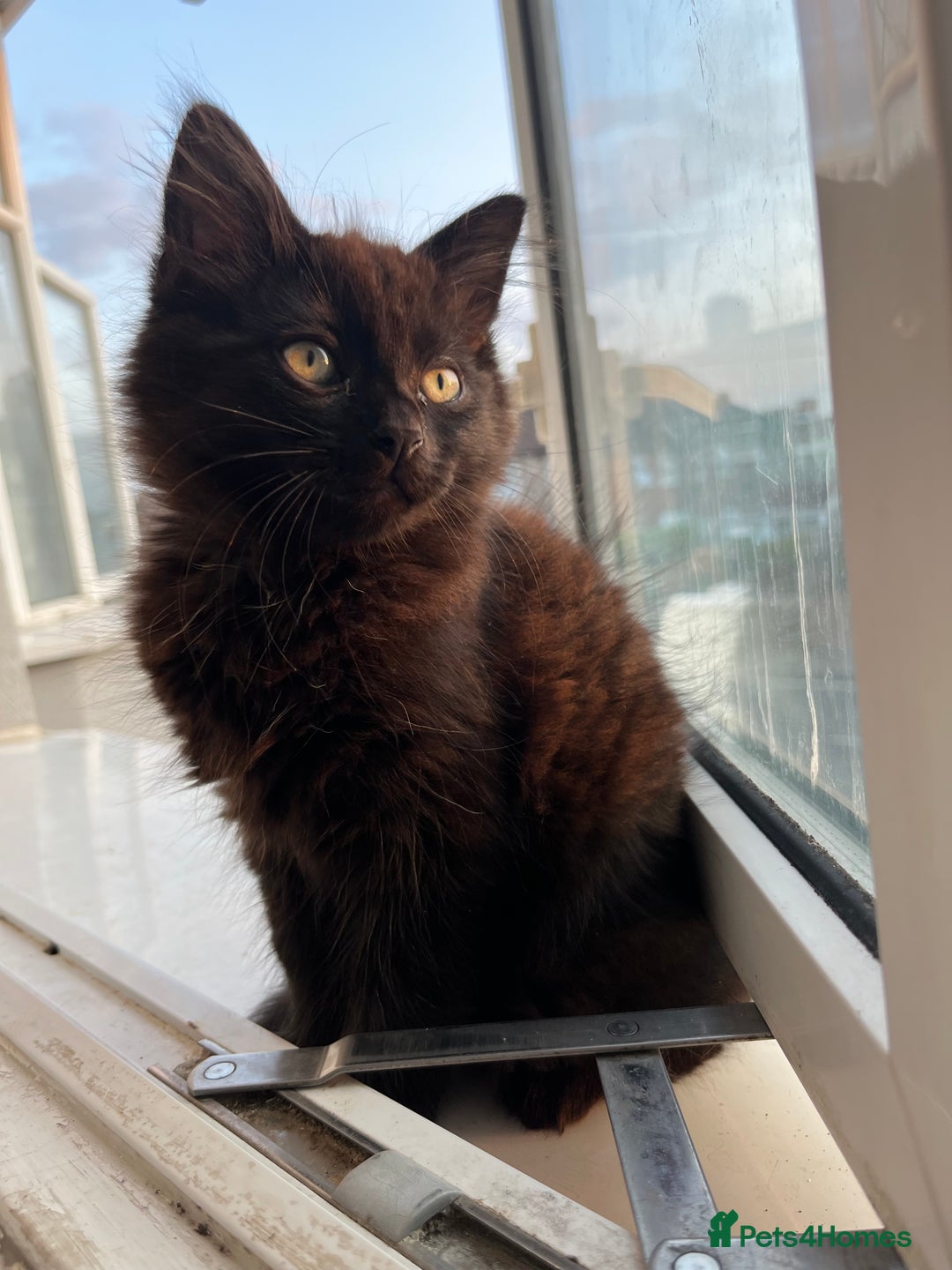 Domestic Shorthair cats for sale: Kittens - Image 2