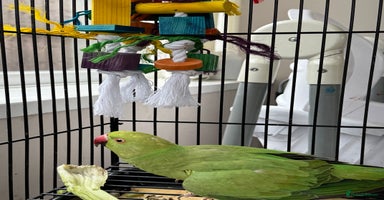 Ringnecks birds - Advert 4