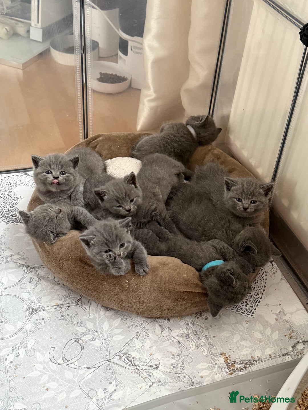 British Shorthair cats for sale: Blue British shorthair  - Image 2