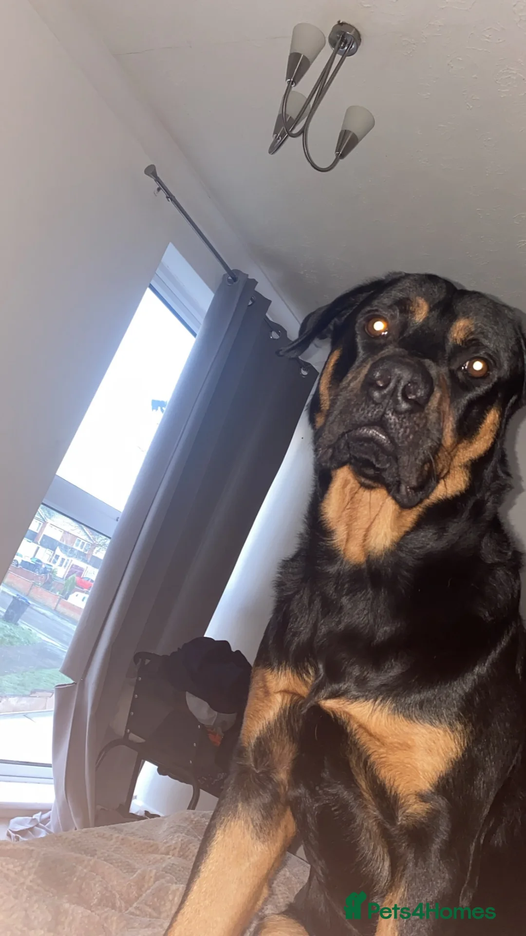 Mixed Breed dogs for sale: Hugo, Rottweiler, neutered in Derby - Advert 11