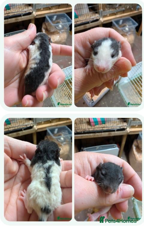 Rat rodents Dumbo/standard mix Baby rats - Advert 8
