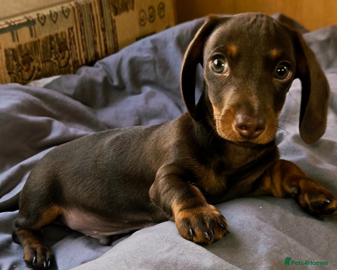 Dachshund dogs for sale: Miniture smooth haired dachshund - Image 14