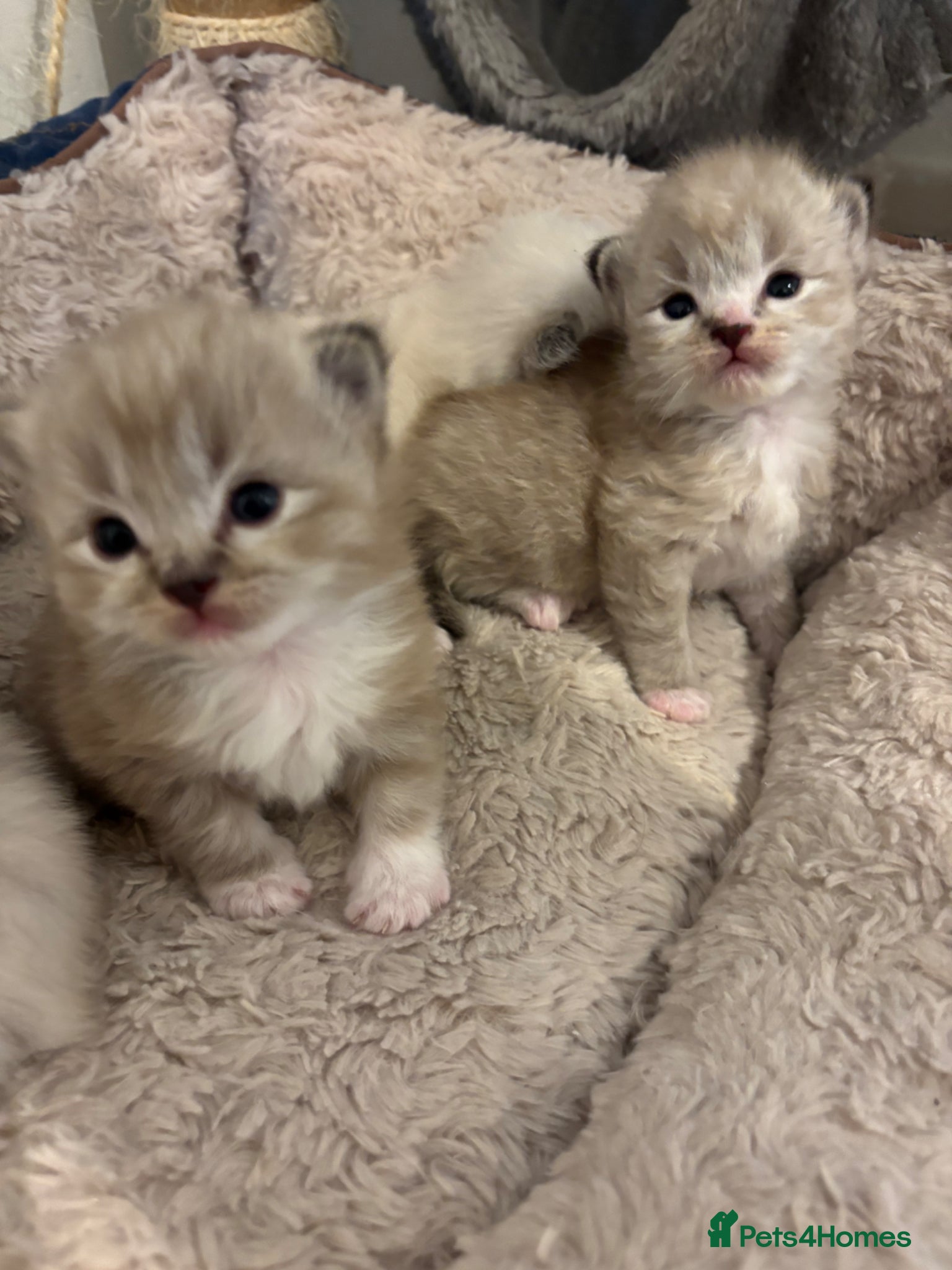 Ragdoll cats Beautiful ragdoll kittens  - Advert 7