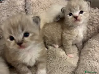 Ragdoll cats Beautiful ragdoll kittens - Advert 1