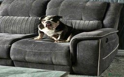 English Bulldog dogs for sale: English bulldog  - Image 5