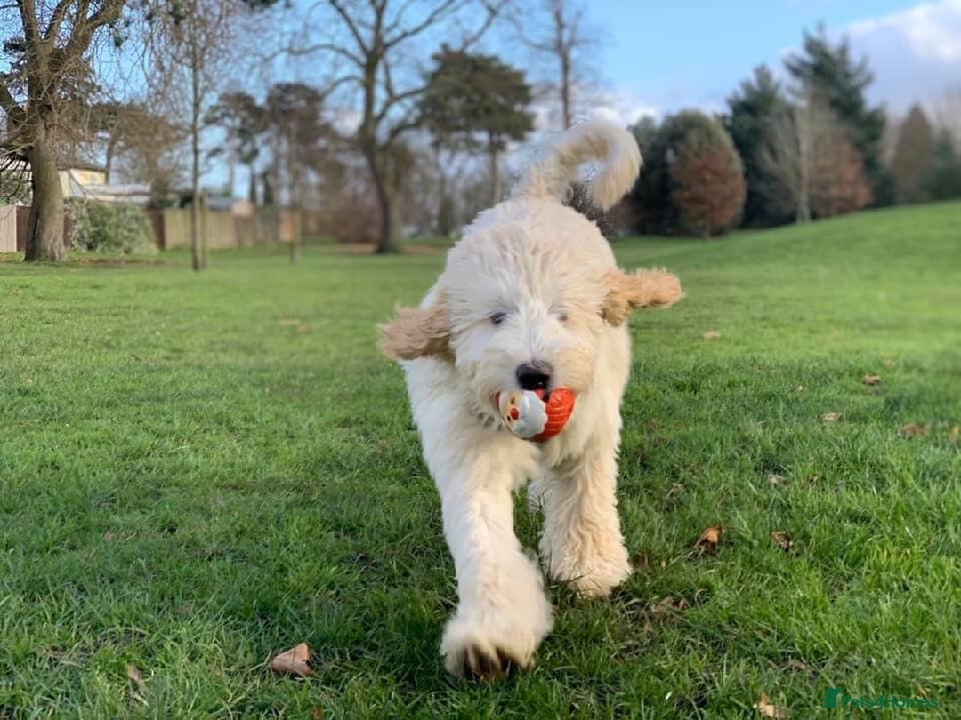 Goldendoodle dogs for sale: Multigenerational Puppies Licensed and Tested - Image 15