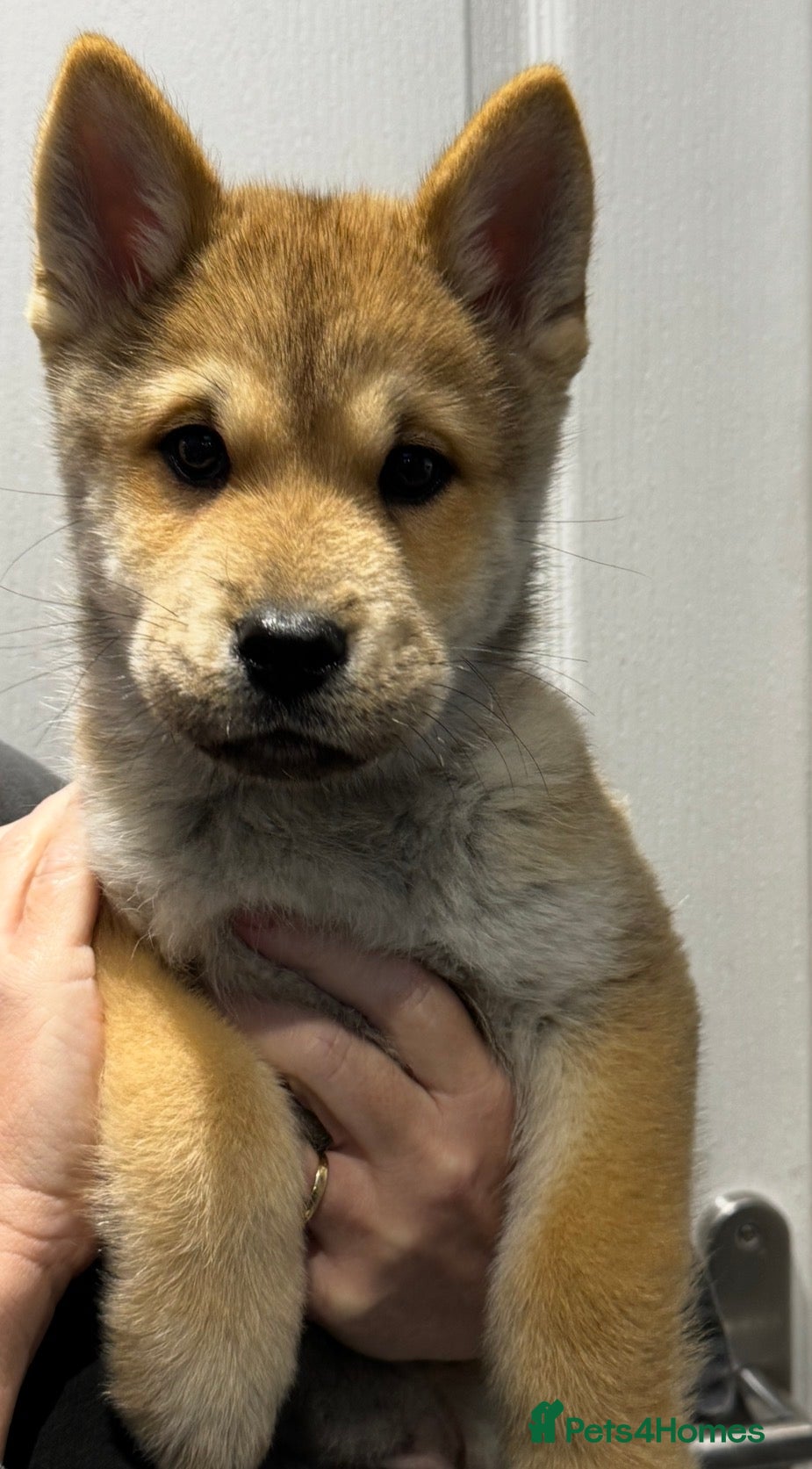 Mixed Breed dogs Chowski puppies for sale  - Advert 12