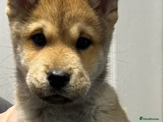 Mixed Breed dogs Chowski puppies for sale - Advert 12