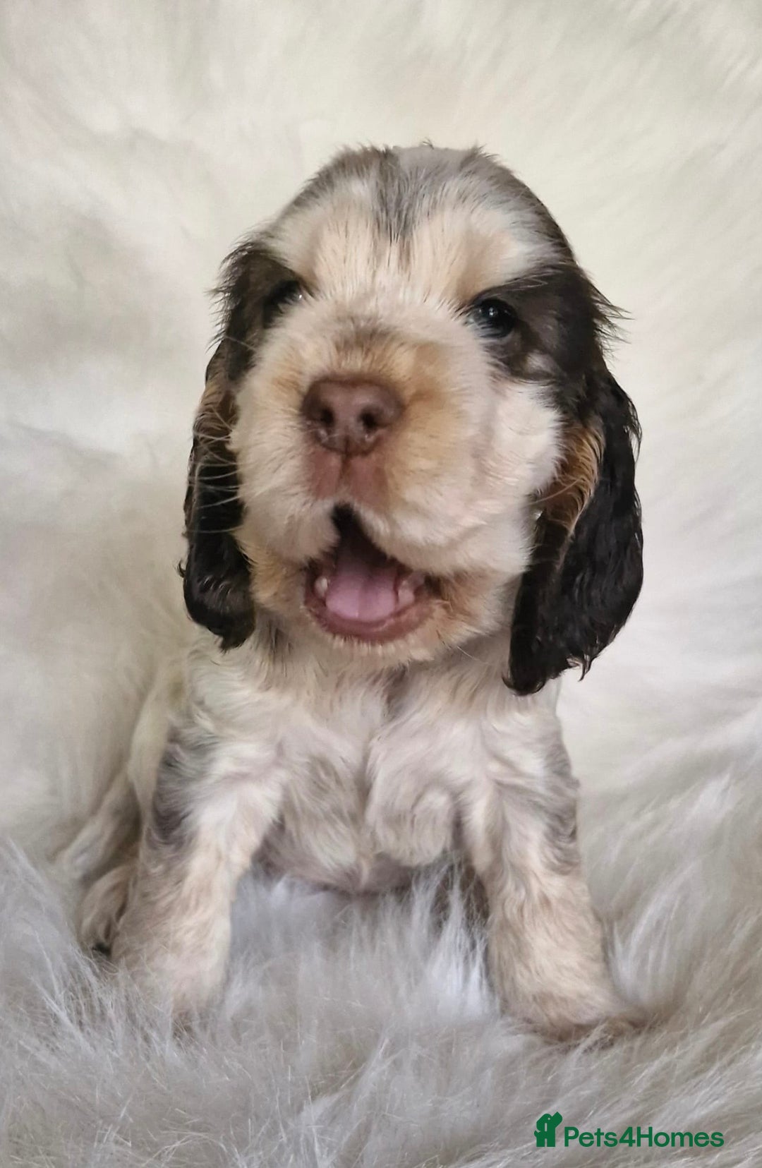 Cocker Spaniel dogs for sale: Lovely show Cocker spaniel puppies 🐶  - Advert 10