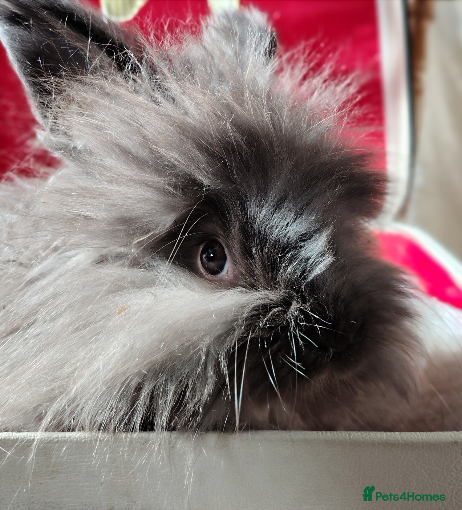 Angora rabbits Pure bred Angora Rabbit - Advert 1