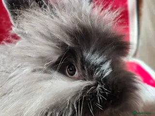 Angora rabbits Pure bred Angora Rabbit - Advert 1