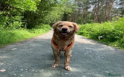 Golden Retriever dogs for stud: 5th Generation KC Registered TOO GOOD TO MISS STUD - Image 28
