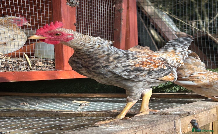 Chickens poultry - Advert 3