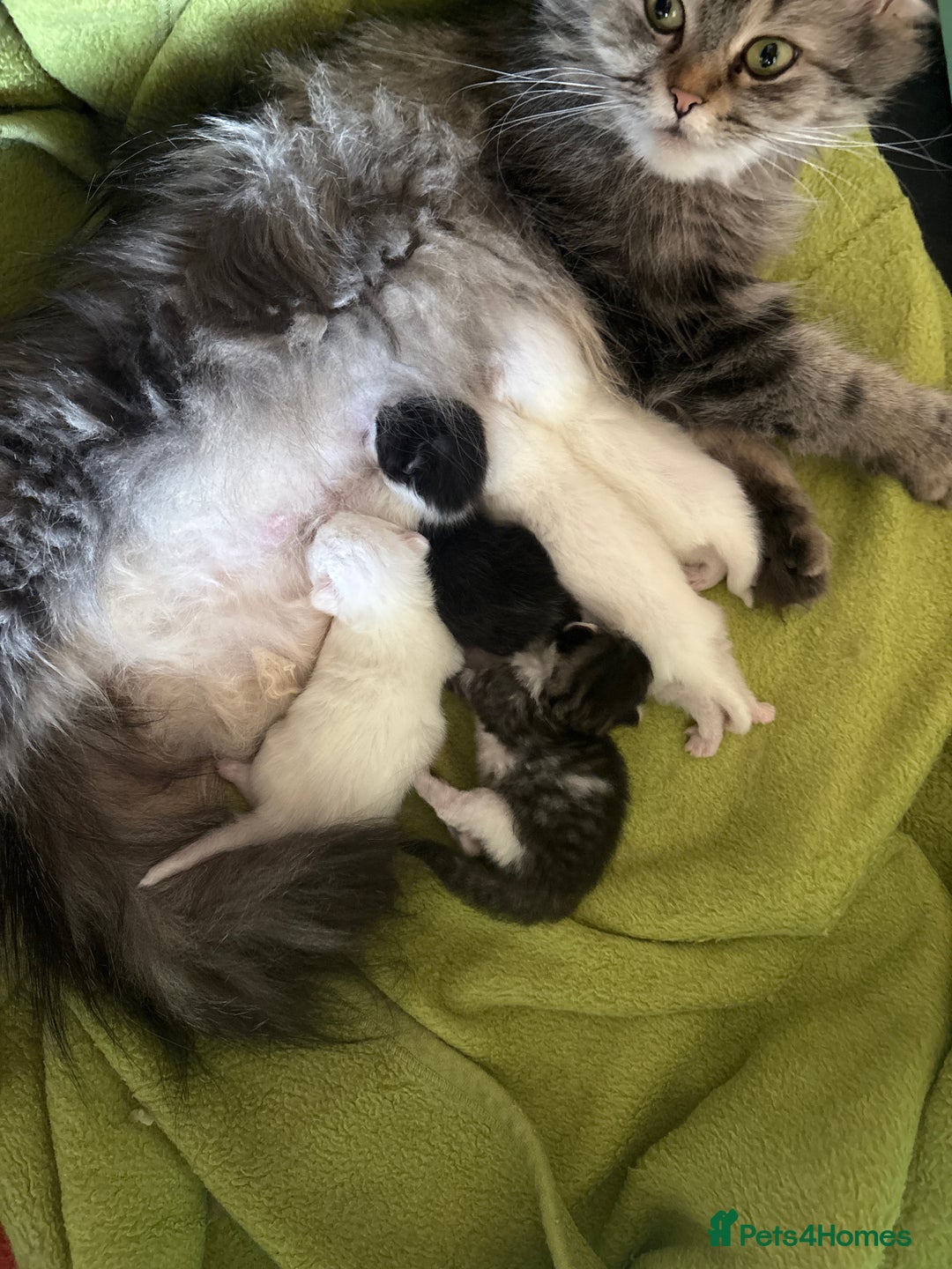 Persian cats for sale: Pure breed Rare Colours Gorgeous Persian Kittens  - Image 12