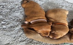 Miniature Dachshund dogs for sale: Mini Dachshund Puppies - Image 4