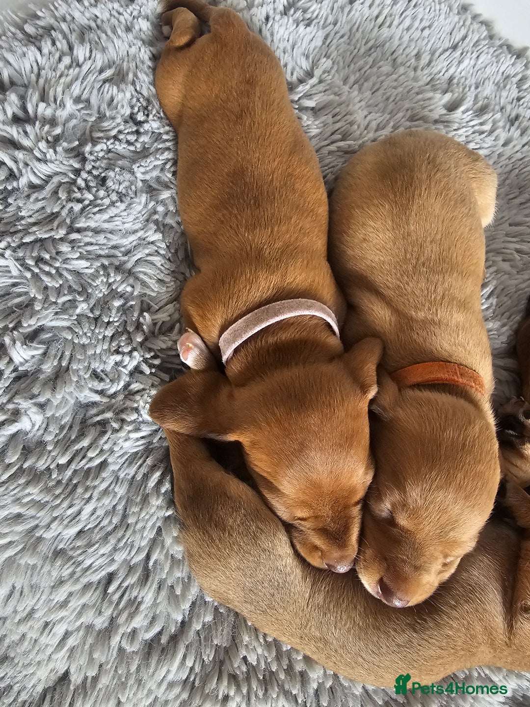 Miniature Dachshund dogs for sale: Mini Dachshund Puppies - Image 4