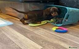 Dachshund dogs for sale: Dachshund puppies are Looking for Homes!  - Image 5