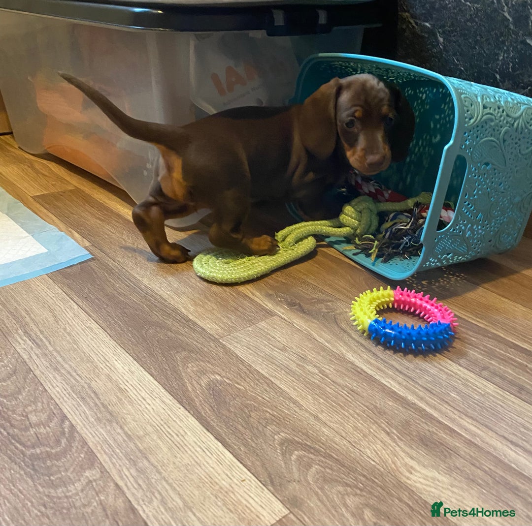 Dachshund dogs for sale: Dachshund puppies are Looking for Homes!  - Image 5