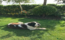 Saint Bernard dogs for sale: Stunning KC reg Saint Bernard puppies  - Image 30
