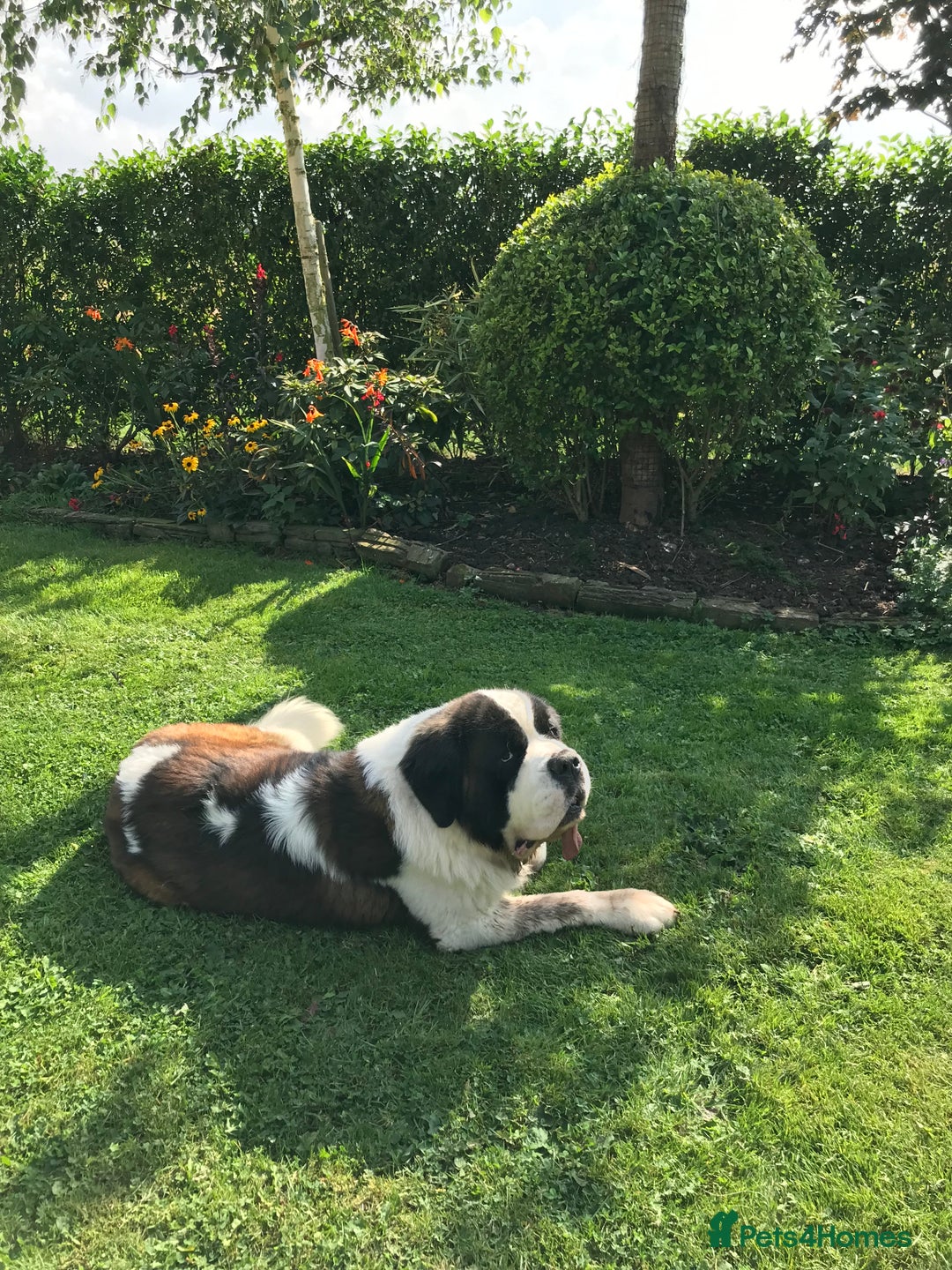 Saint Bernard dogs for sale: Stunning KC reg Saint Bernard puppies  - Image 30