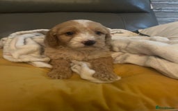 Cockapoo dogs for sale: 5 beautiful F1 cockerpoos  - Image 24