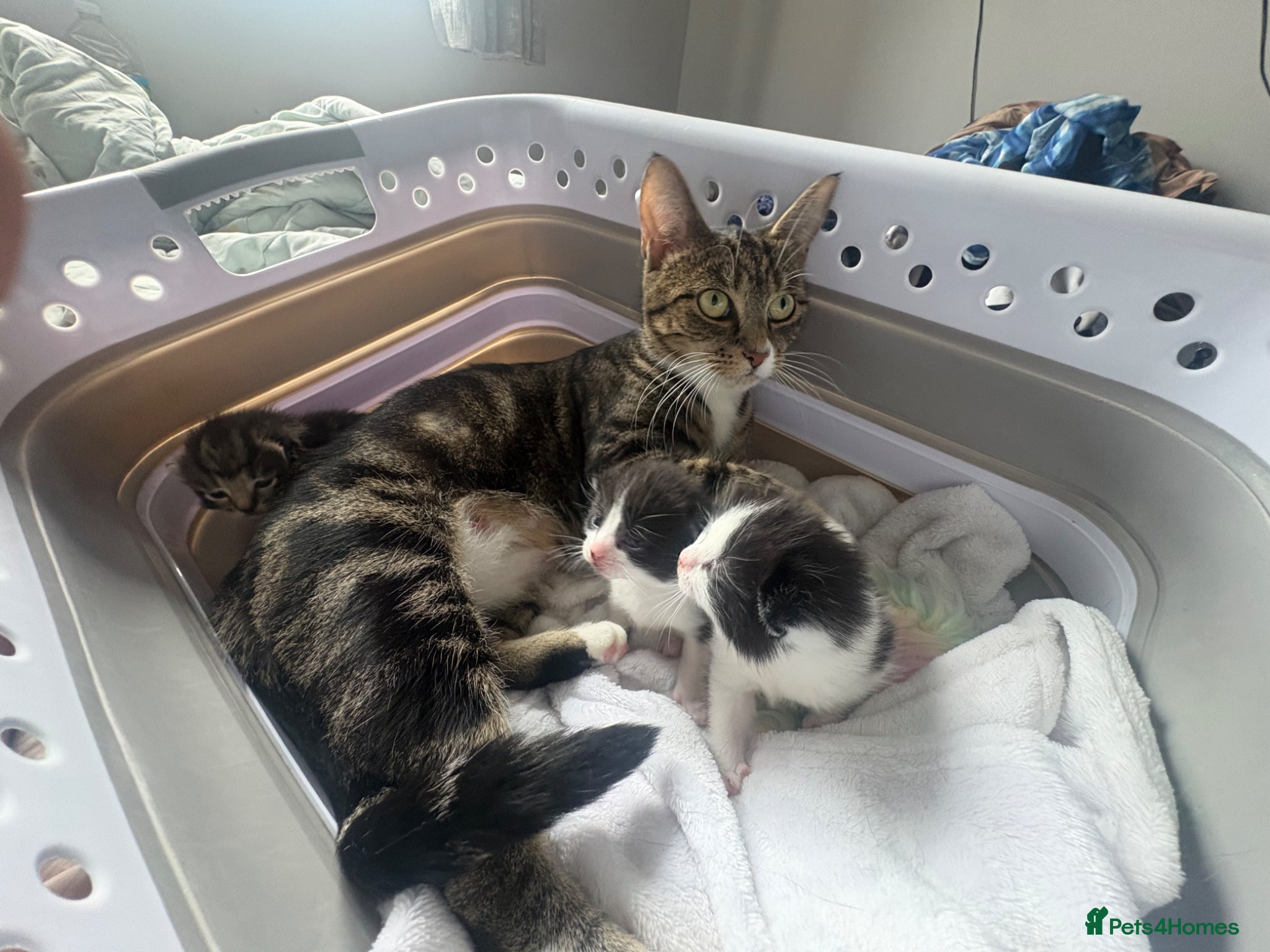 Mixed Breed cats 3 beautiful fur babies for sale  - Advert 1